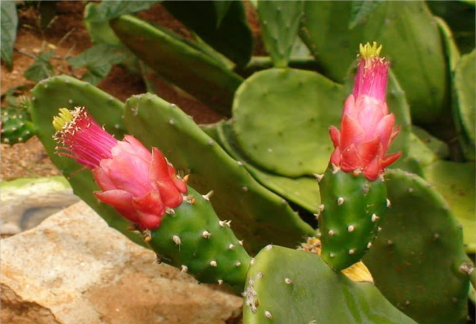 Curiosidades sobre a Palma (Opuntia cochenillifera) você sabia?