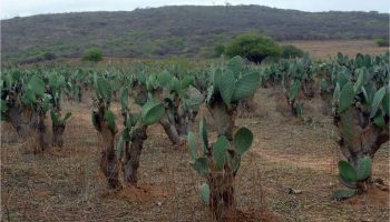 Curiosidades sobre a Palma (Opuntia cochenillifera) você sabia?
