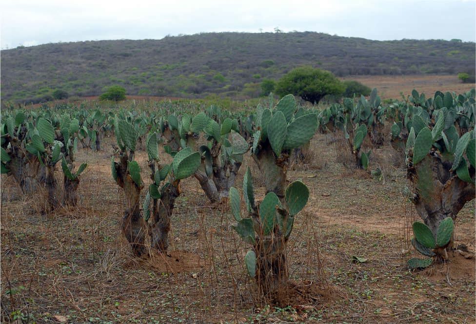 Curiosidades sobre a Palma (Opuntia cochenillifera) você sabia?