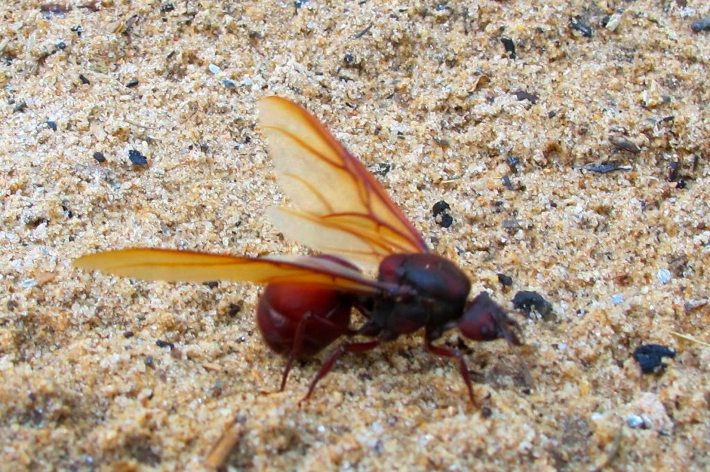 Curiosidades sobre a Formiga Tanajura (içá) você realmente sabia?