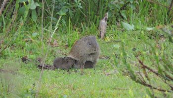 Préa (Cavia aperea), curiosidade e sua importância na manutenção da biodiversidade