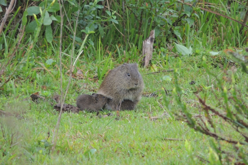 Préa (Cavia aperea), curiosidade e sua importância na manutenção da biodiversidade