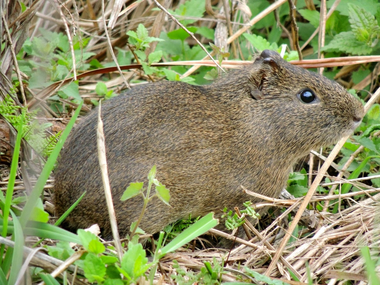 Préa (Cavia aperea), curiosidades e sua importância na manutenção da biodiversidade